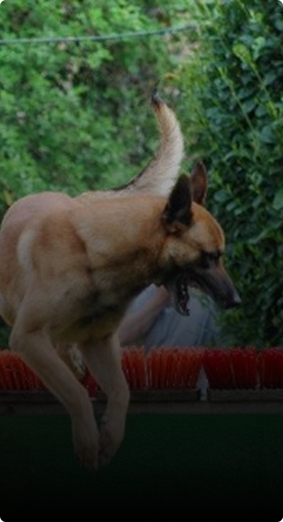 Gustaaf Labaere compitiendo con iPerro NVBK