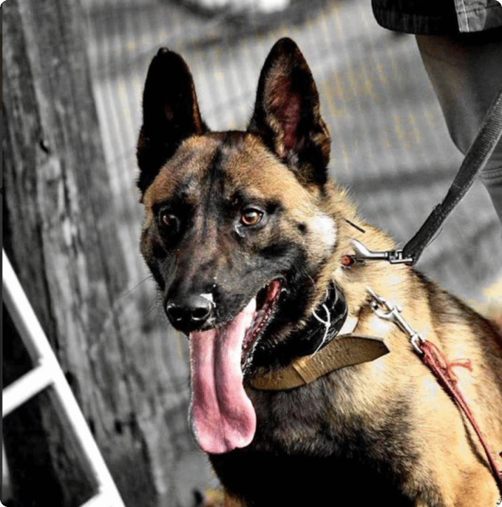 K-9, 2026