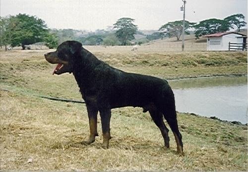 imagen de canino