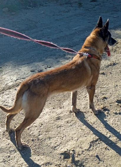 imagen perro simba